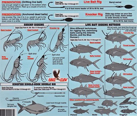 basics of fishing bass #whybassfishongisgood | Trout fishing tips