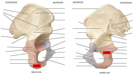 Skeletal Anatomy Of Pelvic Girdle Part Ii Flashcards Flashcards By Proprofs