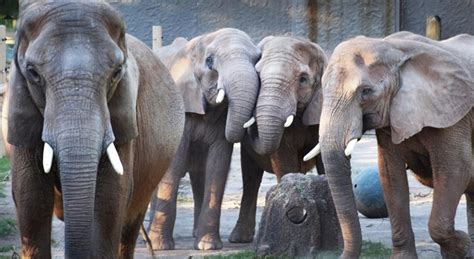 10 Worst Zoos For Elephants 2018 Elephant Zoo Animals