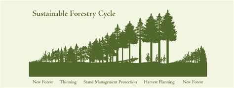 Sustainable Forestry Cycle Washington Forest Protection Association