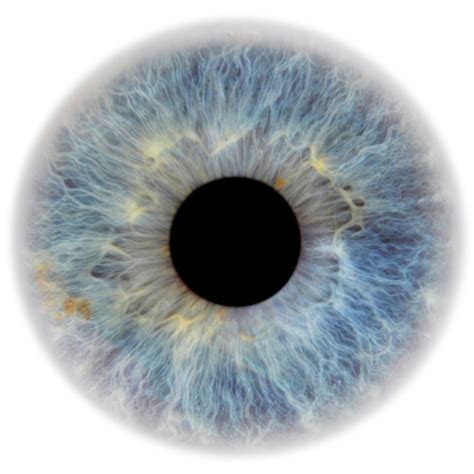 Pupil Png Hd Transparent Pupil Hd Png Images Pluspng