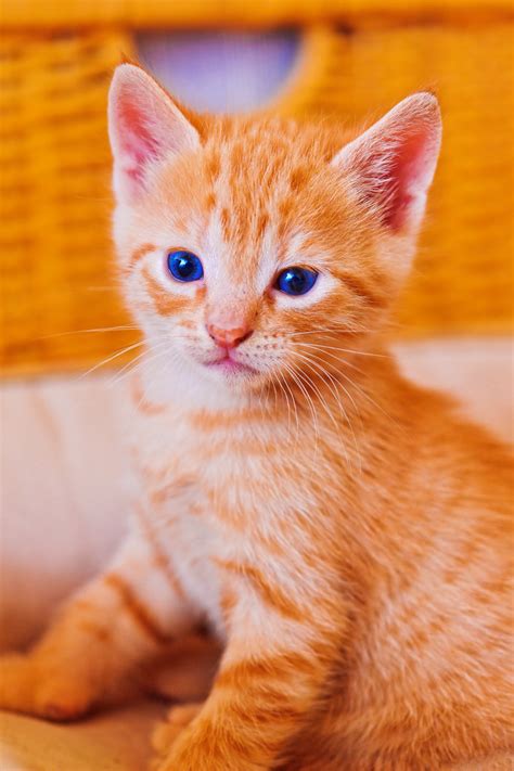 Free for commercial use no attribution required high quality images. Posing kitten | I also like this shot because of the ...