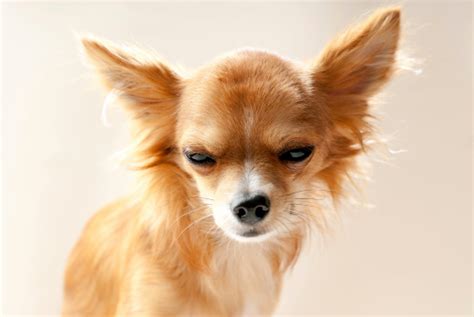 Chihuahua Dog Head With Disgruntled Expression Stock Photo Download