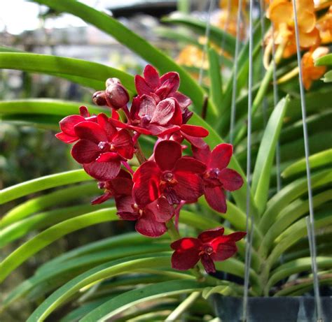 Orchids Flowers Pictures Bulbophyllum Vanda Cattleya Cymbidium