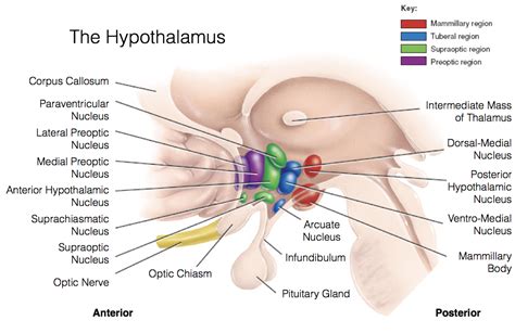 introduction to the hypothalamus comparative endocrinology