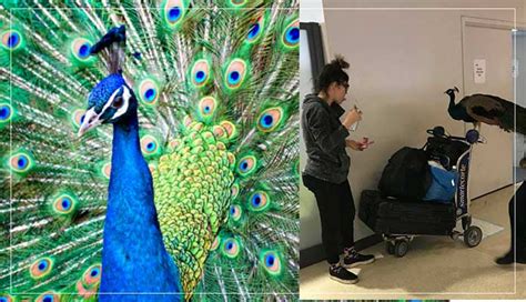 Emotional Support Peacock Denied Seat In United Airlines
