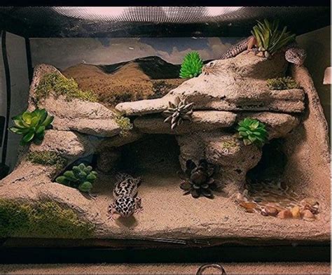 How To Set Up A Leopard Gecko Terrarium Mypetcarejoy