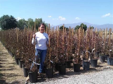 I am not worried about h or w but. Purple Hopseed | Garden View Landscape, Nursery & Pools