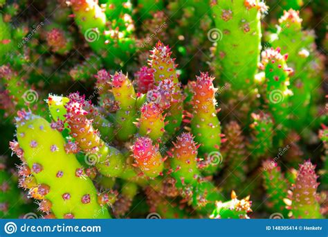 Cactus Spiky Succulent Green Plants With Spines Stock