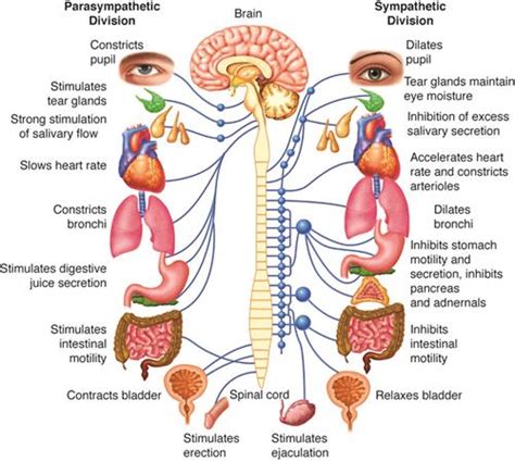 Classification Of The Nervous System Autonomic Nervous System — Lesson Science State Board