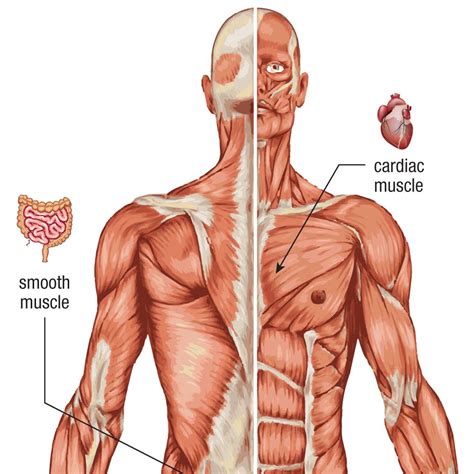Human Body Muscular System Carolina Biological Supply
