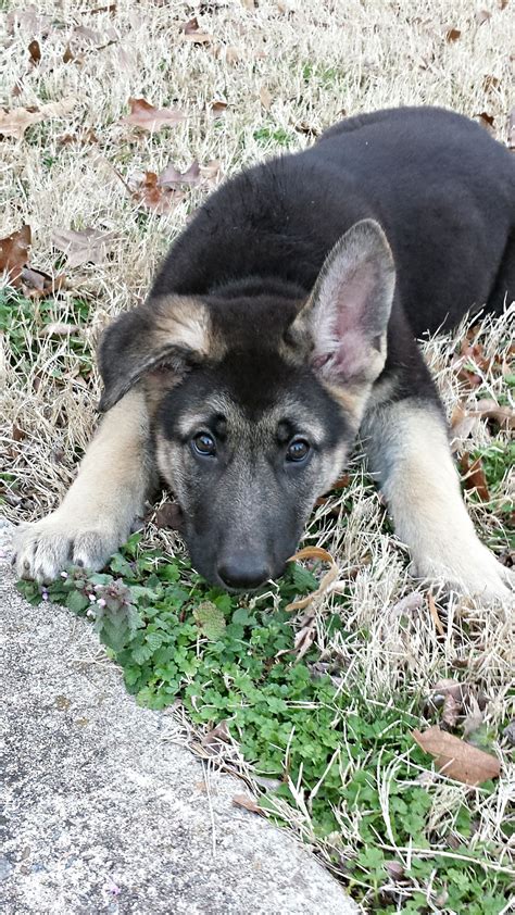 In fact a lot of times a pup will have both ears up and all of a sudden they will come back down when the pup starts to teeth. German Shepherd Puppy Ears Floppy - Pets Ideas
