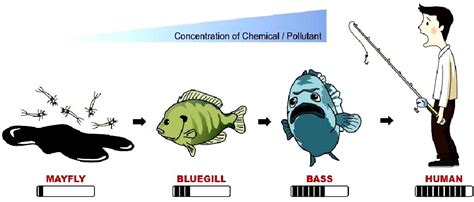 Biomagnification Bio Accumulation Concentration