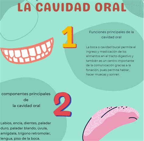 Fase Infografía sobre los principales componentes de la cavidad oral sus funciones e