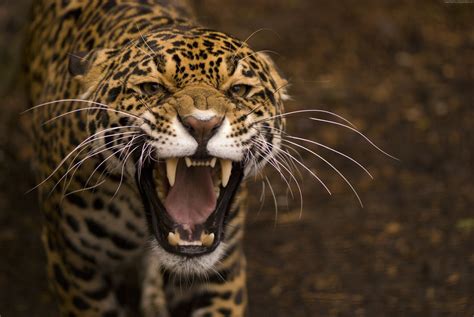 Wallpaper Id 1915990 Teeth Wild Cat 4k Anger Face Jaguar Rage