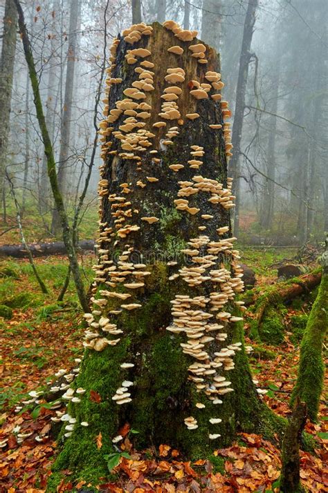 Edible White Mushrooms On Tree Bark Stock Photo Image Of Polyporus