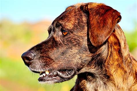 As entertaining as it is, it makes one wonder why cats are so fascinated with lasers. Why Do Dogs Chase Cats And How To Make Them Stop