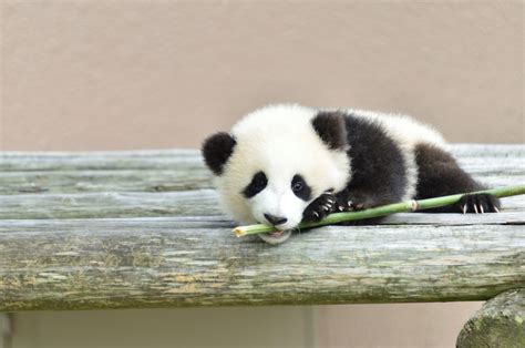 Very Cute Giant Panda Baby Good Nature Travel Blog