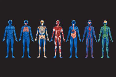 Human Body Systems Redux The Sporcle Featured Quiz Of