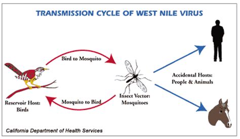 Since then, the virus, which can be transmitted to humans by the bite of an infected mosquito, has quickly spread across the country. Combating West Nile - Park Slope Civic Council