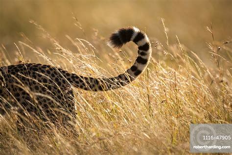 Close Up Of Tail Of Cheetah Stock Photo