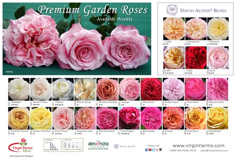 Varieties Of Garden Roses