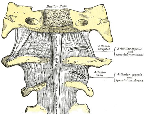 8 Anterior Atlanto Occipital Membrane And Atlantoaxial Ligament