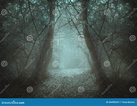 Spooky Tunnel In The Forest Through Mist Stock Photo Image Of