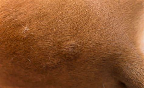 Dog Skin Cancer 4 Common Types Causes Signs Treatment And More