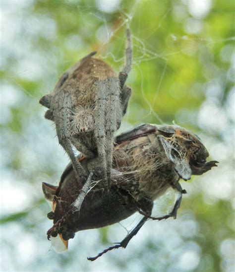 Based on collected data, the geographic range for argiope includes 43 countries and 45 states in the united states. News from Coquette Point