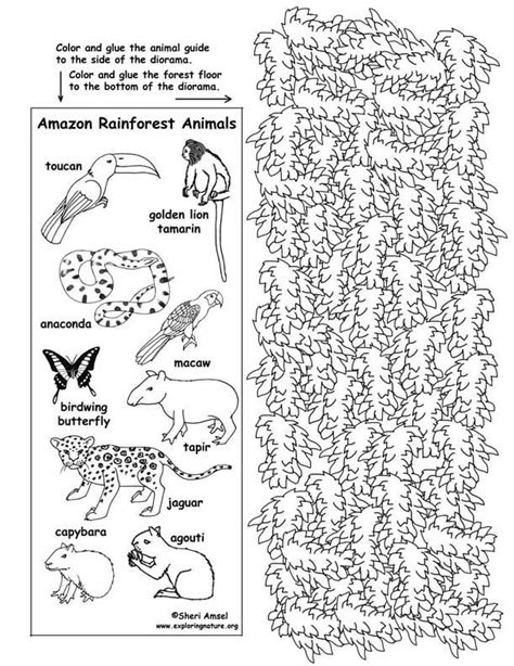 I do like the fact that this book has on the lower part of the page a little known facts about the animal or insect. Hailey Harvey (00w58s9z0cv9y2s) | Rainforest animals, Rainforest theme, Rainforest