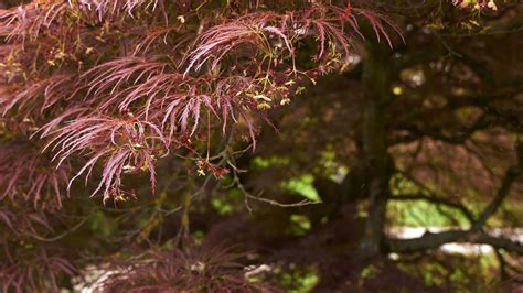 10 Facts Every Japanese Maple Lover Needs To Know