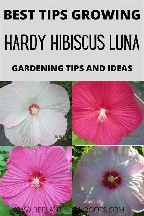 Best Tips Growing Hardy Hibiscus Luna Gardening Tips And Ideas Hardy