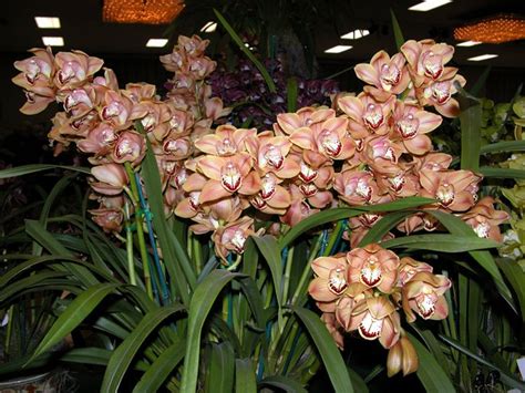 Cymbidium Hybrid Orchids Plants Hybrids