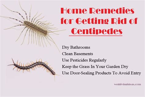 All millipedes have two pairs of legs i have these very small millipedes that are on my outside wall of the house. 17 Easy And Fast-acting Home Remedies for Getting Rid of ...
