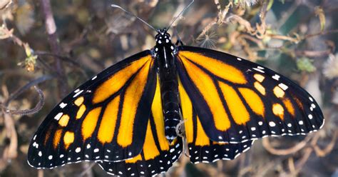 Trump Administration Delays Protection For Monarch
