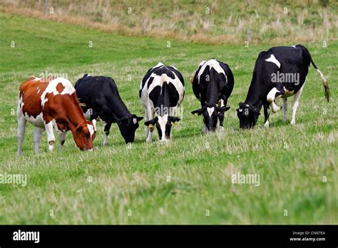 Domestic Cattle Bos Primigenius F Taurus Five Cows Grazing On