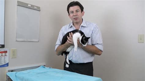 A Helpful Vancouver Veterinarian Demonstrates Several Ways To Properly