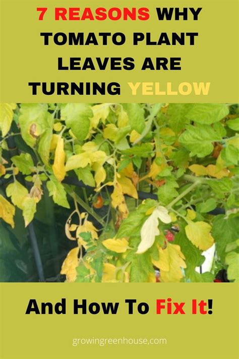Boxwood is probably the shrub that best personifies the notion of french garden. Why Are Tomato Plant Leaves Turning Yellow? - Greenhouse ...