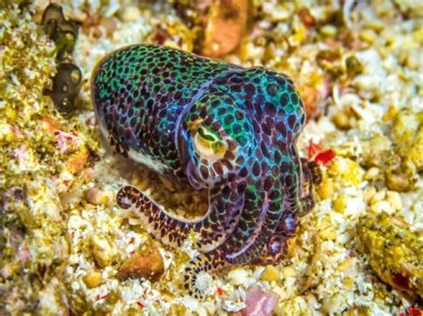 25 Fantastic Bobtail Squid Fun Facts