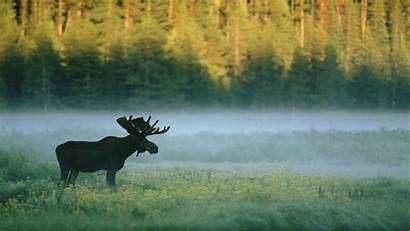 Moose Forest Nature Animals Wallpapers Desktop Backgrounds