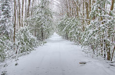 Walk In Snowy Woods Photograph By Donna Doherty Pixels