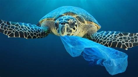 Petition · Save The Marine Life From The Great Pacific Garbage Patch