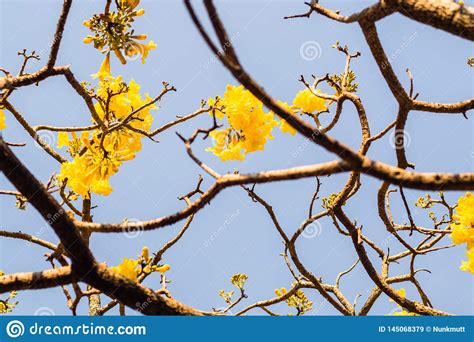 Spring Blossom Backgroundbeautiful Nature Scene With