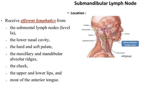 Head N Neck Nodal Delineation Ppt