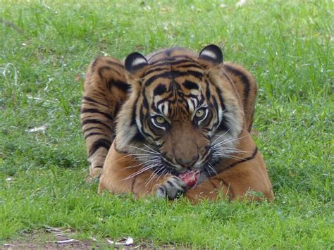 In the heart of the beautiful macquarie valley, dubbo is a vibrant regional city by the majestic macquarie river. At Dubbo NSW Australia, Western Plains Zoo. That was hers ...