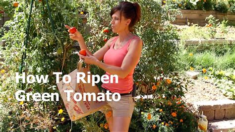 How To Ripen A Green Tomato Off The Vine Youtube