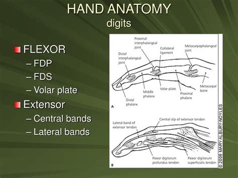 What muscles in hand is only in thumb side? PPT - Hand and Wrist Injuries PowerPoint Presentation ...