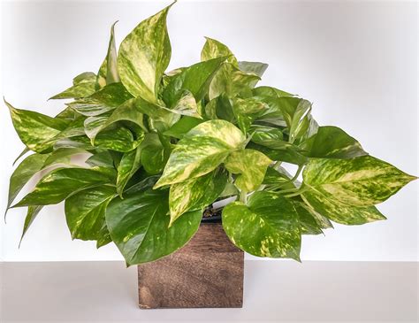 Golden Pothos In Great Bend Ks Yours Truly T And Flower Shoppe
