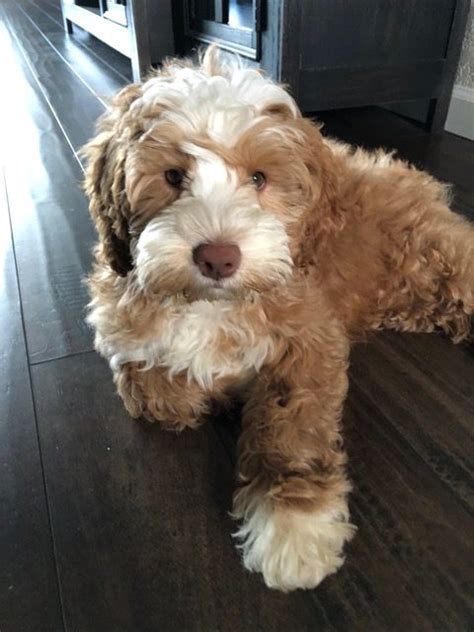 We serve north carolina, south carolina, virginia, tennessee, south georgia, colorado, new york and florida. Australian Labradoodle Breeder & Puppies For Sale in ...